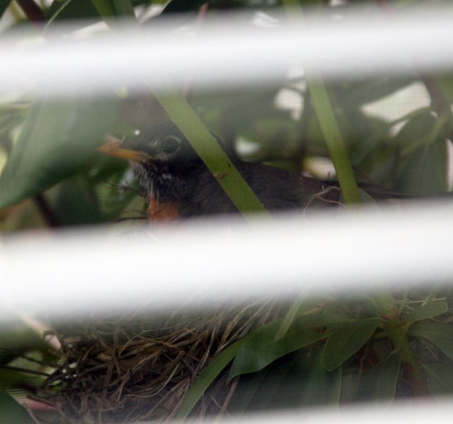 2 - Momma robin sitting on eggs